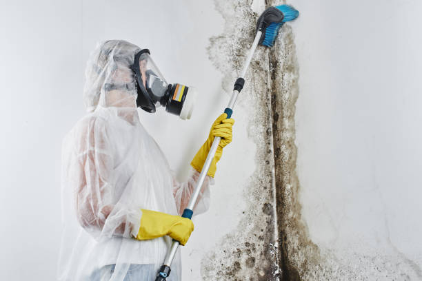 Best Mold Remediation for Specific Building Types in Lexington, MS