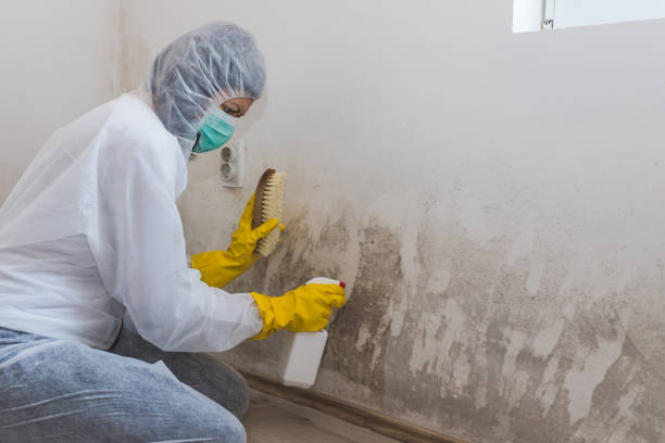 Best Attic Mold Remediation in Lexington, MS