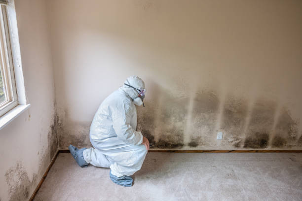Best Mold Remediation for Schools in Lexington, MS